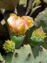 Pink blooming cactus flower