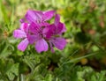 Pink citronella plant, mosquito repellent, on blur background