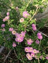 Pink Blooming Cluster  Flower Blossoms  Vine Budh Plant  Nature Foliage Photography Royalty Free Stock Photo