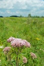 Pink blooming Common Hemp Agrimony Royalty Free Stock Photo