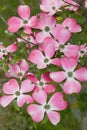 Pink blooming cornus kousa dogwood bush at springtime Royalty Free Stock Photo