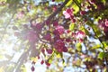 Pink blooming of decorative apple tree in spring day. Beautiful flowers Royalty Free Stock Photo