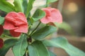 Pink blooming of Euphorbia milli flowers in closeup Royalty Free Stock Photo