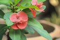 pink blooming of Euphorbia milli flowers in closeup Royalty Free Stock Photo