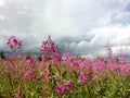 Pink blooming field of wild flowers of wilderness on the background of storm cloud sky and forest Royalty Free Stock Photo