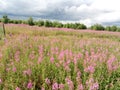 Pink blooming field of wild flowers of wilderness on the background of storm cloud sky and forest Royalty Free Stock Photo