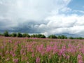 Pink blooming field of wild flowers of wilderness on the background of storm cloud sky and forest Royalty Free Stock Photo