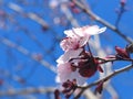 Pink blooming flower