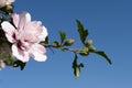 Pink blooming flower above blue sky, beauty of nature, banner, copy space for text. Royalty Free Stock Photo