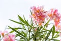 Pink blooming flowers on a branch in Punta Cana, La Altagracia, Dominican Republic. Close-up. Royalty Free Stock Photo