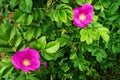 Pink blooming flowers of climbing Rosa canina shrub, commonly known as the dog rose or wild rose growing on dunes at the seaside.