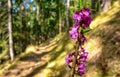 Pink blooming flowers in forest near empty hiking path Royalty Free Stock Photo