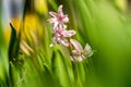 Pink blooming flowers in green graas