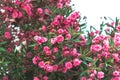 Close up booming pink oleander nerium.