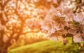 Pink blooming flowers on tree in sun light as floral botanical natural backdrop background