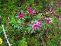 rose daphne (Daphne cneorum) flowers