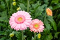 Pink blooming Gerbera plants with a yellow heart Royalty Free Stock Photo