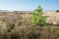 Pink blooming heath and a young Scots pine