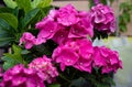 Pink blooming hortensia, hydrangea, flowers close up Royalty Free Stock Photo