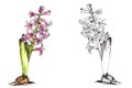 Pink blooming hyacinth with bulb, a set of watercolor and graphic drawings on a white background