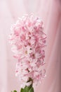 Pink blooming hyacinth