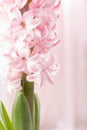 Pink blooming hyacinth