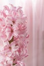 Pink blooming hyacinth