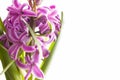 Pink blooming hyacinth