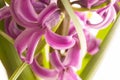 Pink blooming hyacinth