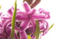 Pink blooming hyacinth