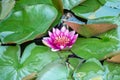 Pink blooming lotus flower Royalty Free Stock Photo