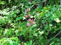 Pink blooming martagon lily