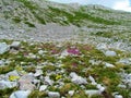 Pink blooming moss campion or cushion pink (Silene acaulis) flowers