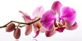 Pink blooming orchid branch on a white background Royalty Free Stock Photo