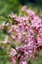 Pink blooming ornamental shrub Almonds Low