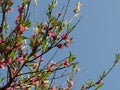 Pink blossoms of peach tree Royalty Free Stock Photo