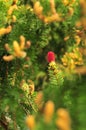 Pink blooming pine flower on t.he bush.