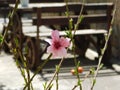 Pink blooming pomelo grapefruit flower in spring on rural background