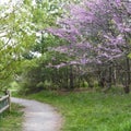 Pink blooming redbuds near woodland path Royalty Free Stock Photo