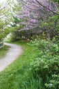 Pink blooming redbuds near woodland path Royalty Free Stock Photo