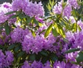 Pink blooming Rhododendrons closeup with the rays of the morning sun. Royalty Free Stock Photo