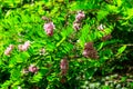 Pink blooming Robinia hispida, known as bristly locust, rose-acacia, or moss locust