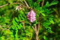 Pink blooming Robinia hispida, known as bristly locust, rose-acacia, or moss locust