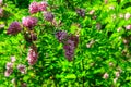 Pink blooming Robinia hispida, known as bristly locust, rose-acacia, or moss locust