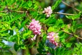 Pink blooming Robinia hispida, known as bristly locust, rose-acacia, or moss locust