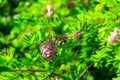 Pink blooming Robinia hispida, known as bristly locust, rose-acacia, or moss locust