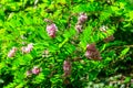 Pink blooming Robinia hispida, known as bristly locust, rose-acacia, or moss locust