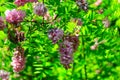 Pink blooming Robinia hispida, known as bristly locust, rose-acacia, or moss locust