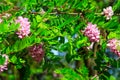 Pink blooming Robinia hispida, known as bristly locust, rose-acacia, or moss locust