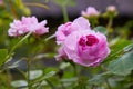 Pink  blooming rose bush outdoors Royalty Free Stock Photo